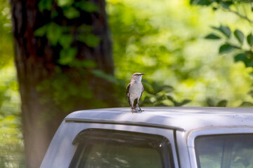 The northern mockingbird (Mimus polyglottos) on the backyard