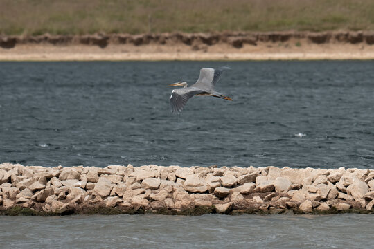 European Grey Heron (Ardea cinerea) flying to the left