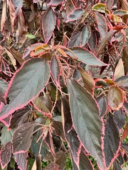 red and green leaves