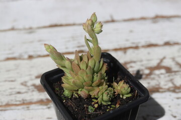 Rosularia chrysantha_Rozularia złocista