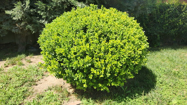 In a serene park garden, Buxus microphylla (Japanese Box) is artistically trimmed into elegant round topiary shapes, creating a refined and ornamental landscape feature. 