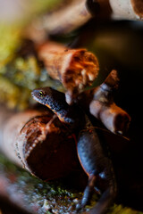 alpine newt on a wet ground. leaves and lichens
