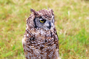 Eagle owl in a field	