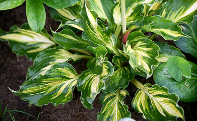 green and yellow hosta leaves