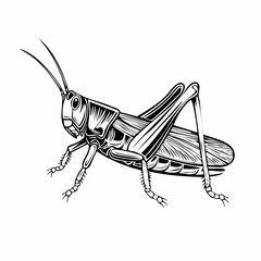 Grasshopper Image vector. Illustration Insect Grasshopper Stock Vector Image.