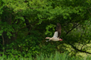 Egyptian goose flying against the forest background
