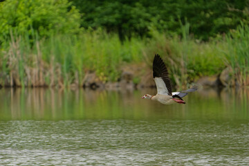 Egyptian goose flying against the forest background