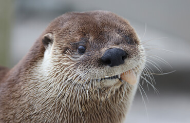 North American river otter eating a fish while in care at a wildlife rehab. 