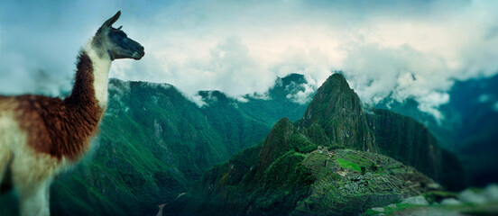 Panoramic view of an alpaca (Vicugna pacos) on a mountain with an archaeological site in the background, Inca Ruins, Machu Picchu, Cusco Region, Peru