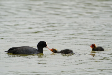 a coot feeds its young