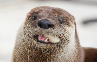 North American river otter eating a fish while in care at a wildlife rehab. 