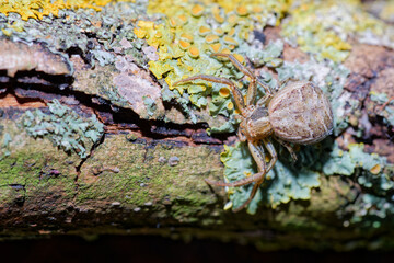 hunting spider on colorful bark