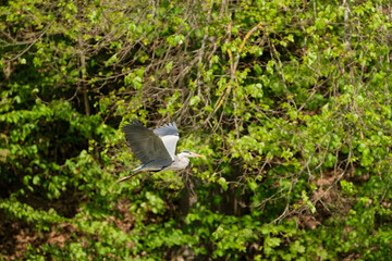 grey heron in flight