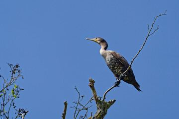 a cormorant sits on a dead tree in the background