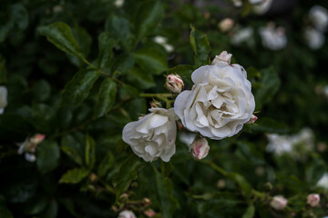 White roses