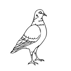Realistic Pigeon in Profile – Black and White Vector Illustration
