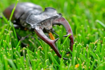 Macro shot of a European stag beetle in the grass. Close-up of a male European stag beetle. Concept of endangered species and protected insects