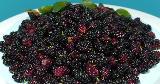 Black ripe mulberry berries lies on blue plate and rotates. Mulberry - fruit tree whose fruits have many beneficial properties. Morus, genus of flowering plants in family Moraceae