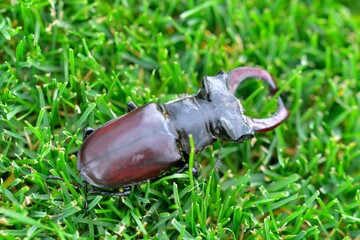 Macro shot of a European stag beetle in the grass. Close-up of a male European stag beetle. Top view of a European stag beetle in the grass. Concept of endangered species and protected insects