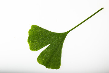 Ginkgoblatt mit Wassertropfen