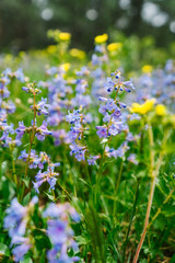 20250517-115727-Boulder-Wildflowers.ARW
