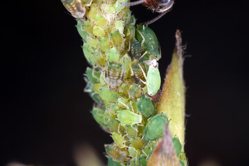 Greenfly, aphids also called blackfly. Small sap-sucking insects in the family Aphididae. A colony of wingless forms on a plant shoot.