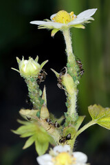 Aphids (greenfly) and ants tending them on strawberry flowers. Macro photography with great detail.