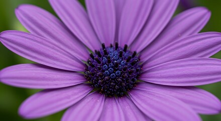 Fototapeta premium Vibrant Purple Osteospermum Flower Close-Up