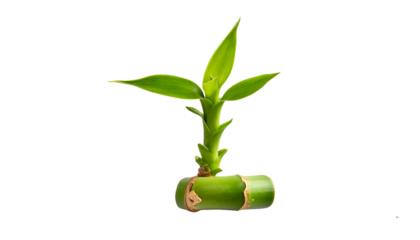 Curved Bamboo Shoot with Young Sprouting Leaves – Isolated Cutout