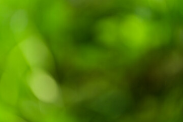 Obraz premium green bokeh background