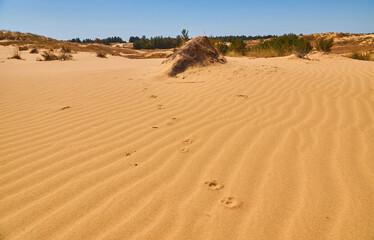 Animal Tracks in Sand Dunes Desert