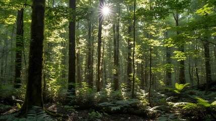 Obraz premium Sunlight shining through lush green forest canopy and ferns