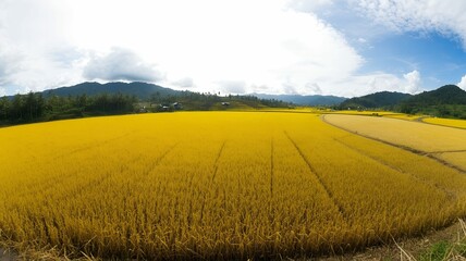 Panorama of golden rice fields under a partly cloudy sky