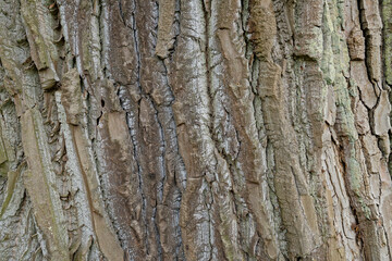 bark of an old tree