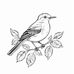 Northern Mockingbird Sitting In Tree image vector isolated on white background.