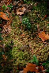Closeup of mossy woodland ground with brown pine needles, fallen dry leaves, green bilberry growth, creating textured natural background for environmental design, organic product marketing, educationa
