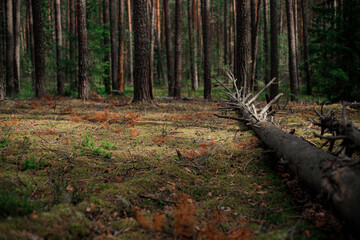 Horizontal scene with decayed log, bare branches extending outward, dry needles and patches of...