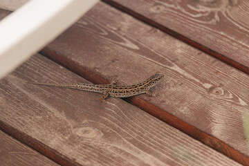 Detailed lizard with distinctive dark markings lies on rustic wood boards with visible natural...