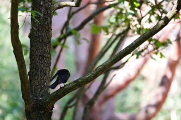 kos na gałęzi czyszczący pióra © Piotr