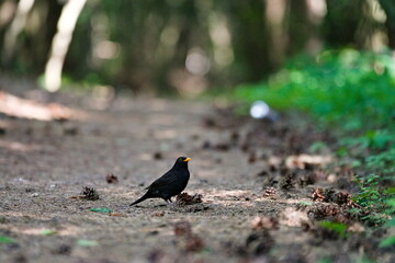 kos na ziemi © Piotr