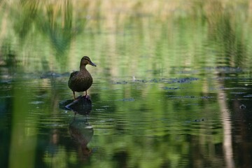 kaczka stojąca na kamieniu nad wodą © Piotr