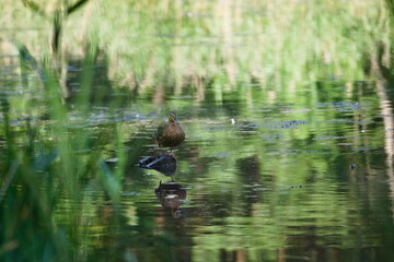kaczka stojąca na kamieniu nad wodą © Piotr