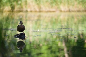 kaczka stojąca na kamieniu nad wodą