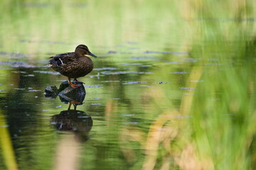 kaczka stojąca na kamieniu nad wodą
