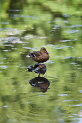 kaczka stojąca na kamieniu nad wodą © Piotr