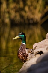 krzyżówka przy brzegu