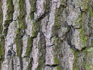Tree bark texture