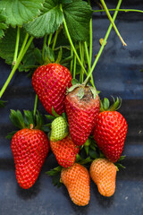 Strawberry fruit with white spot fungus. Gardening, horticulture and organic agriculture concept,...