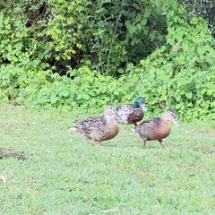 peacock in the grass