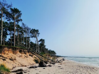 Ein wilder Naturstrand mit einer Abbruchkante vor einem dichten Waldgebiet